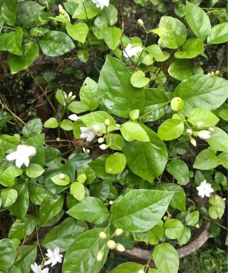 Nadan Mulla/jasmin Plant