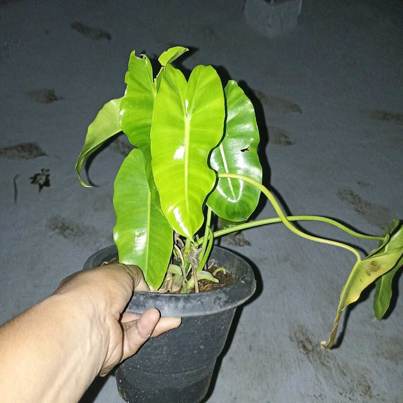 Philodendron @ Low Price