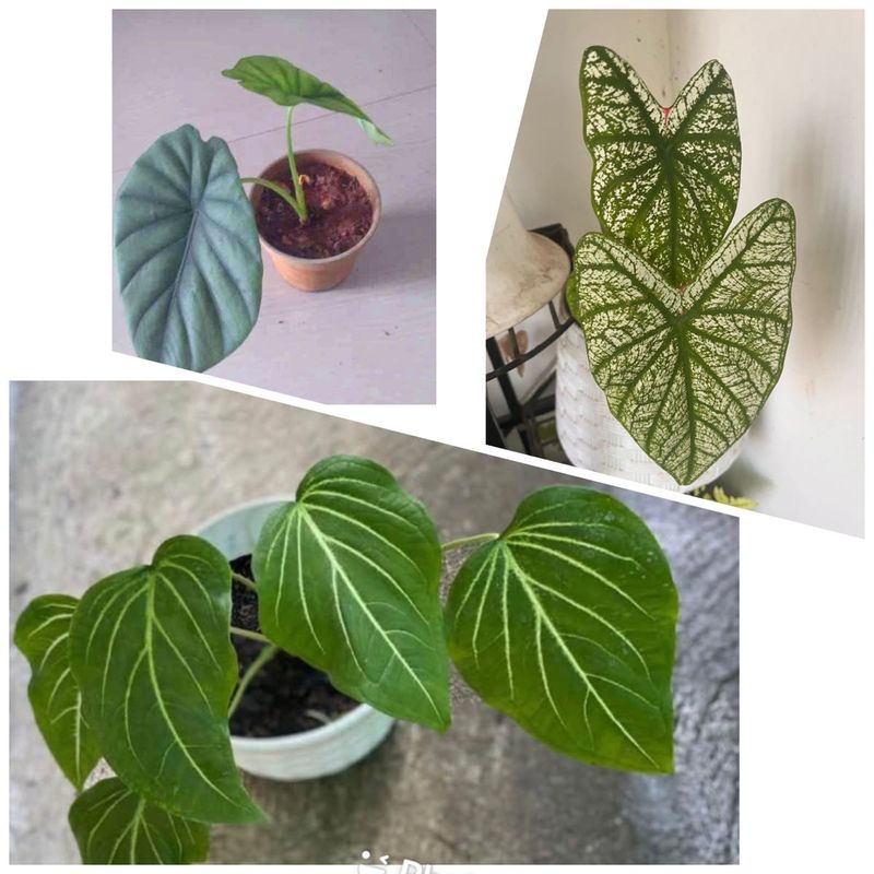 3 Healthy Caladiums Combo
