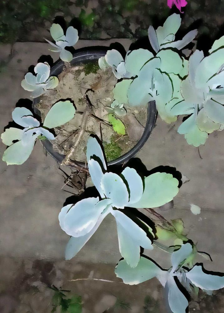 Flower Dust Plant
