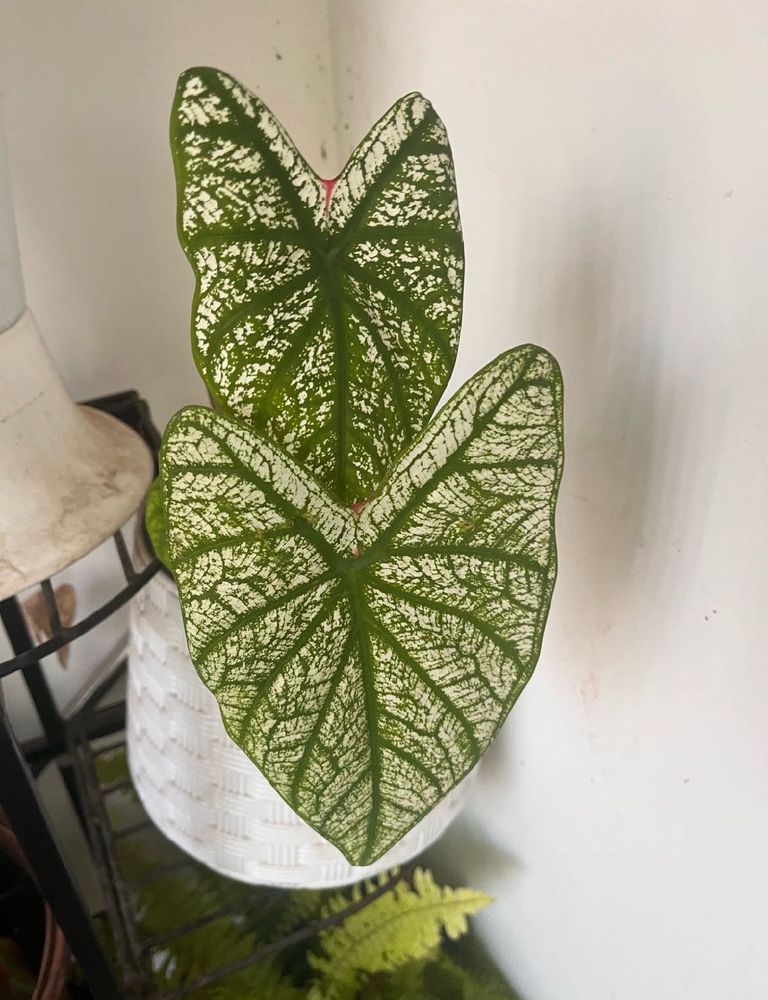 Caladium Combo