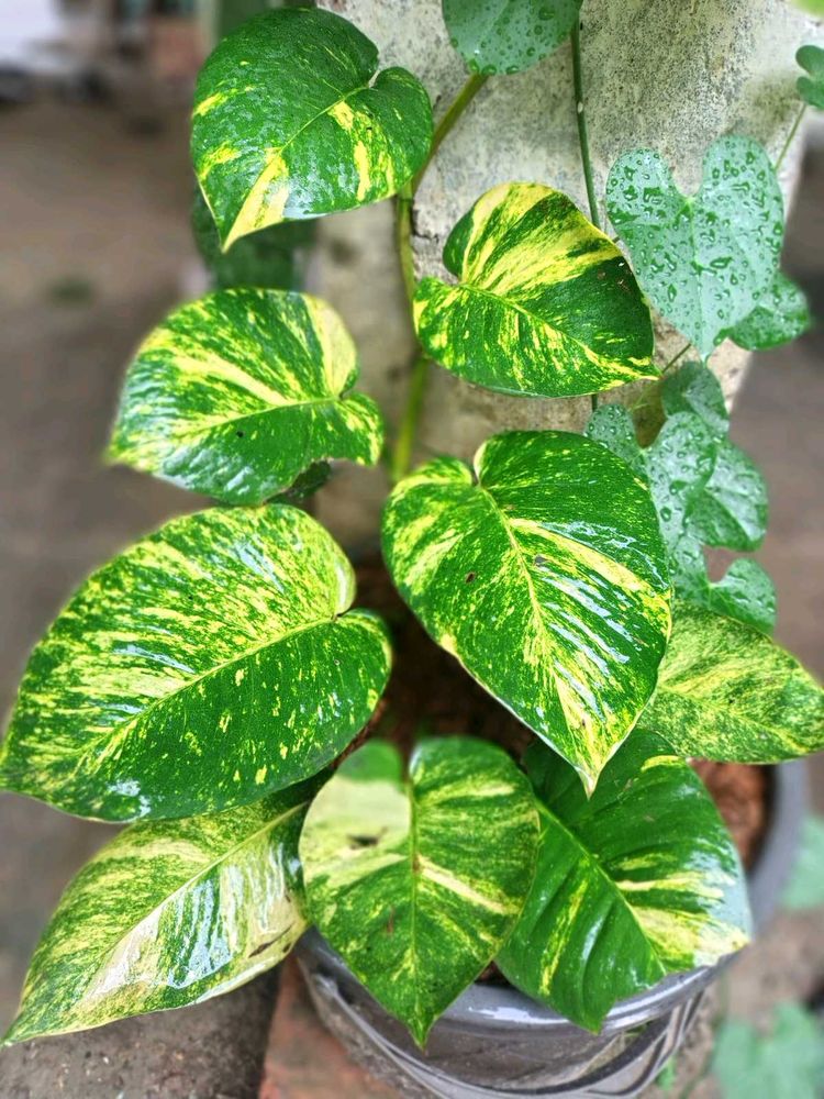 Money Plant Big Leaves