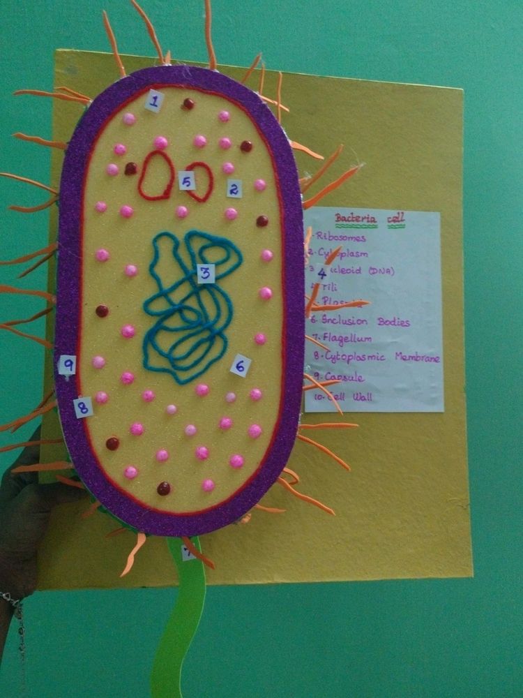 Bacteria Cell Model