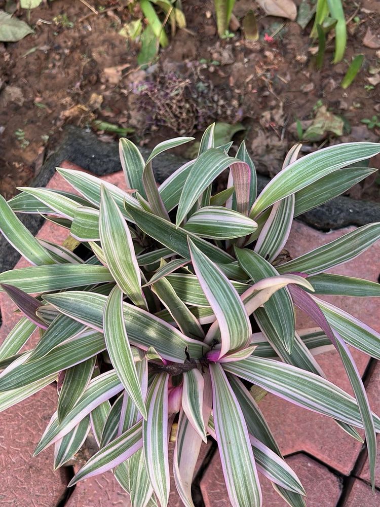 Plant Beautifull