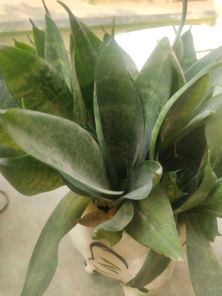 Bird Next Snak Plant With Root