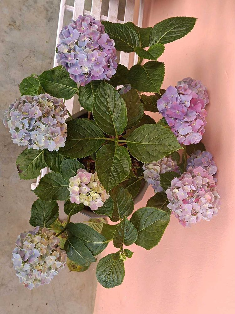 Hydrangea