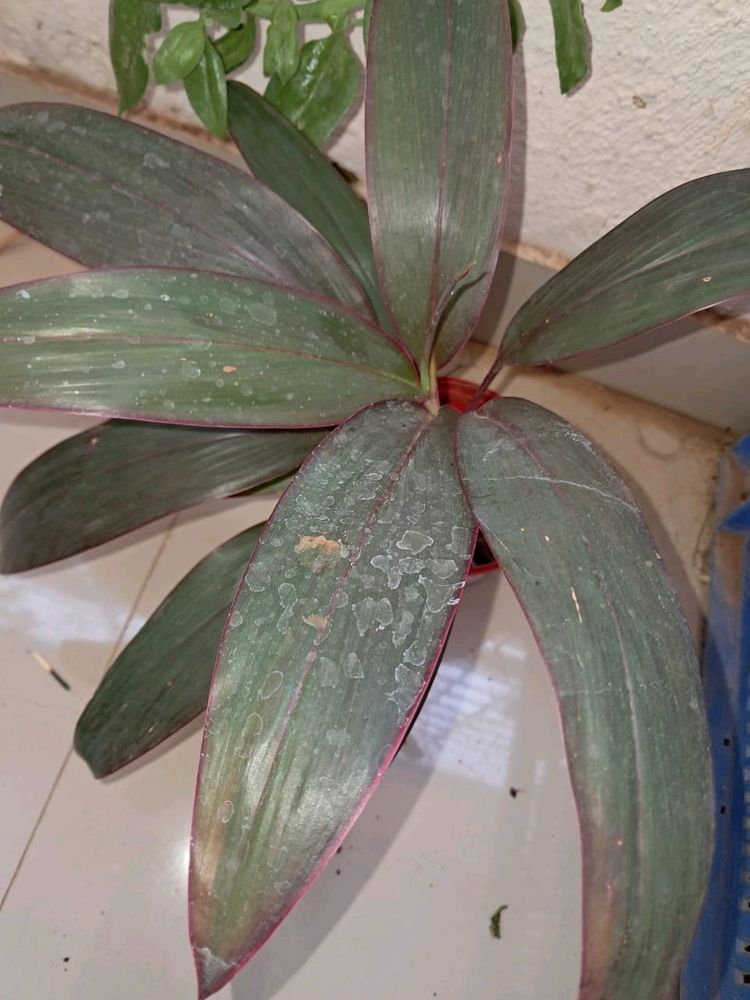 Of Dresina Plant And Croton