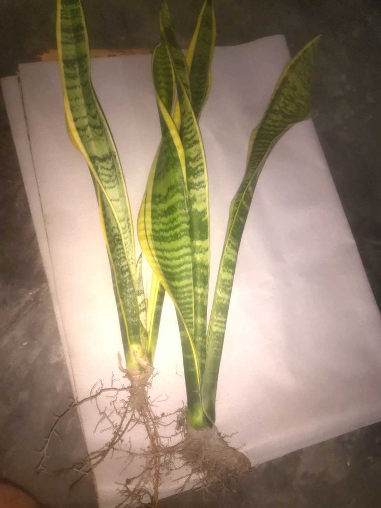 Sansevieria Plant