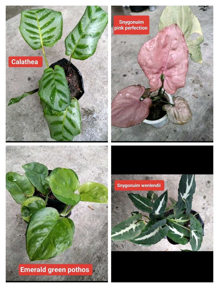 Mix Plants Combo Offer
