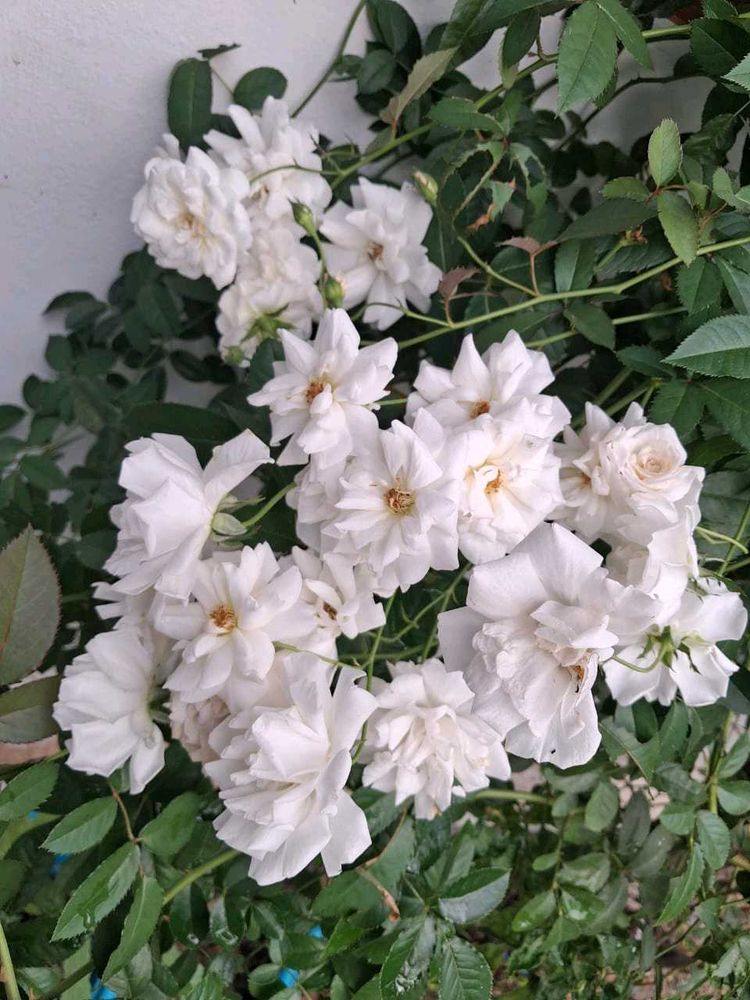 3Creeper Rose Cuttings Available🌹🌹🌹