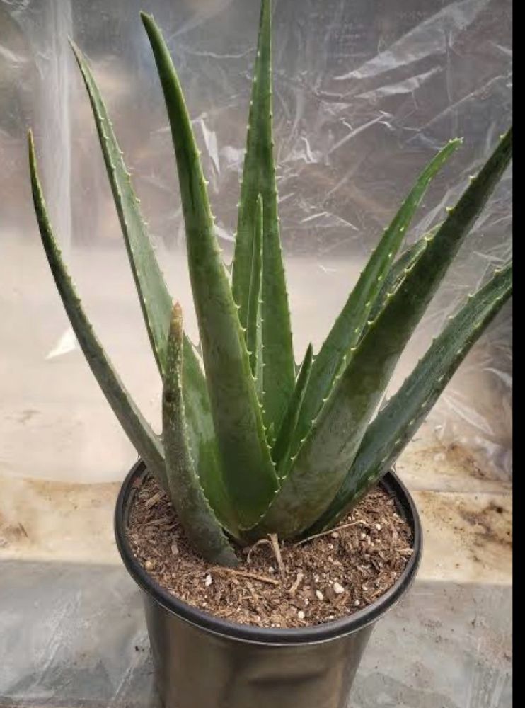 Aelovera Plant Leaf
