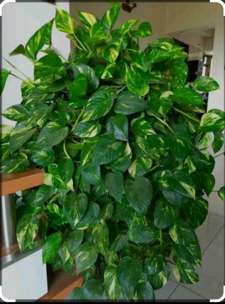 Gardening Plants And Vastu
