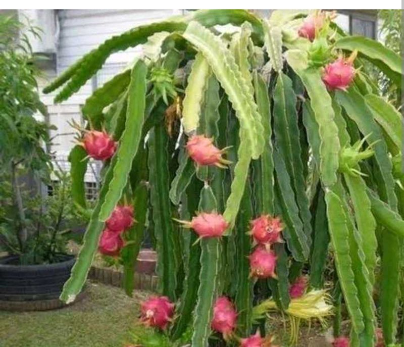 Brahmkamal and Dragonfruit plant