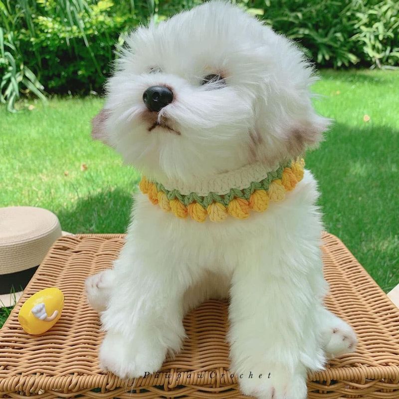 Crochet Collar For Pets