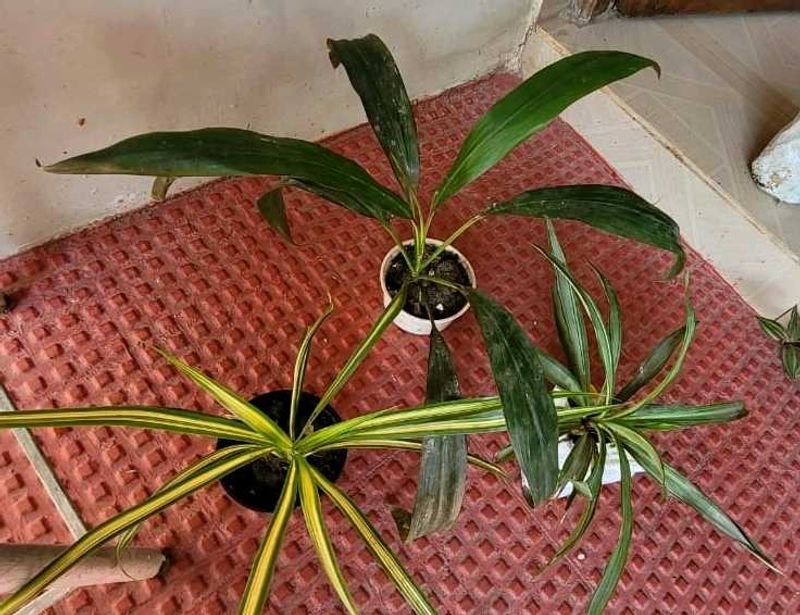 3 Set Beautiful Plants