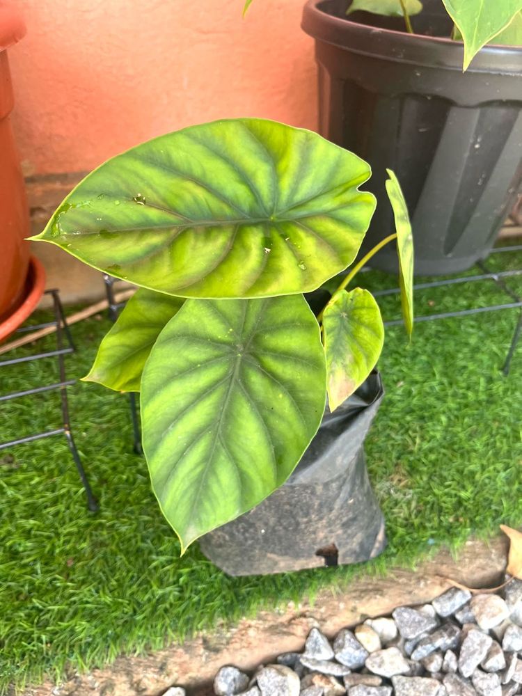 Same alocasia green shield