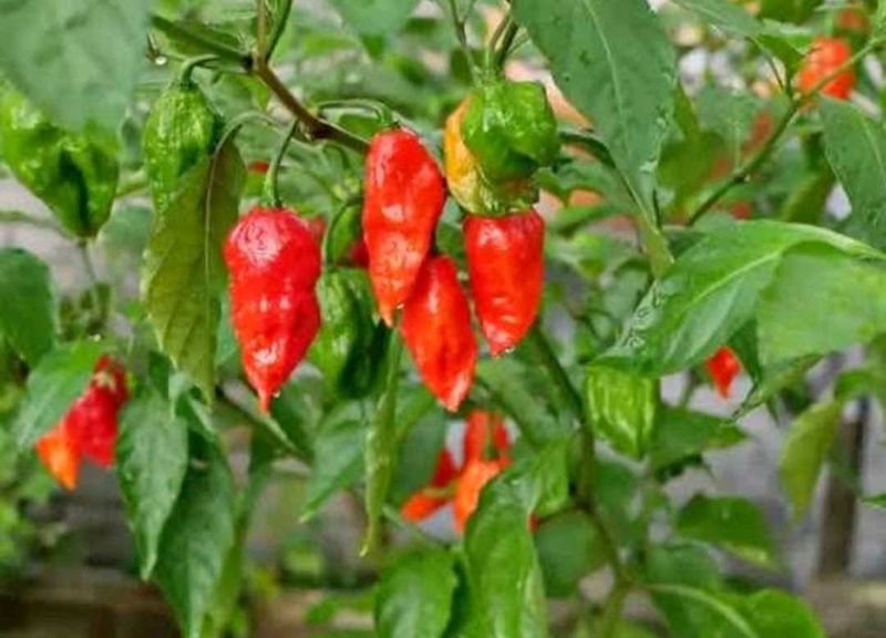 Fresh Ghost Peppers Chilli