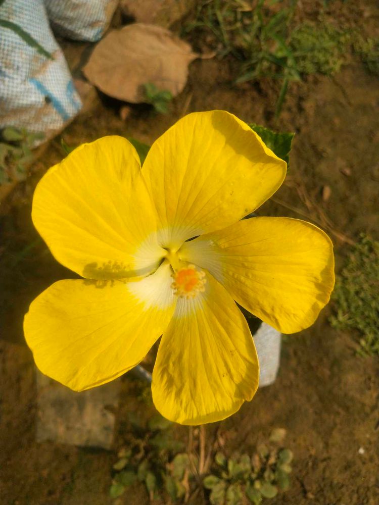 Big Size Yellow Hibiscus Plant With Root