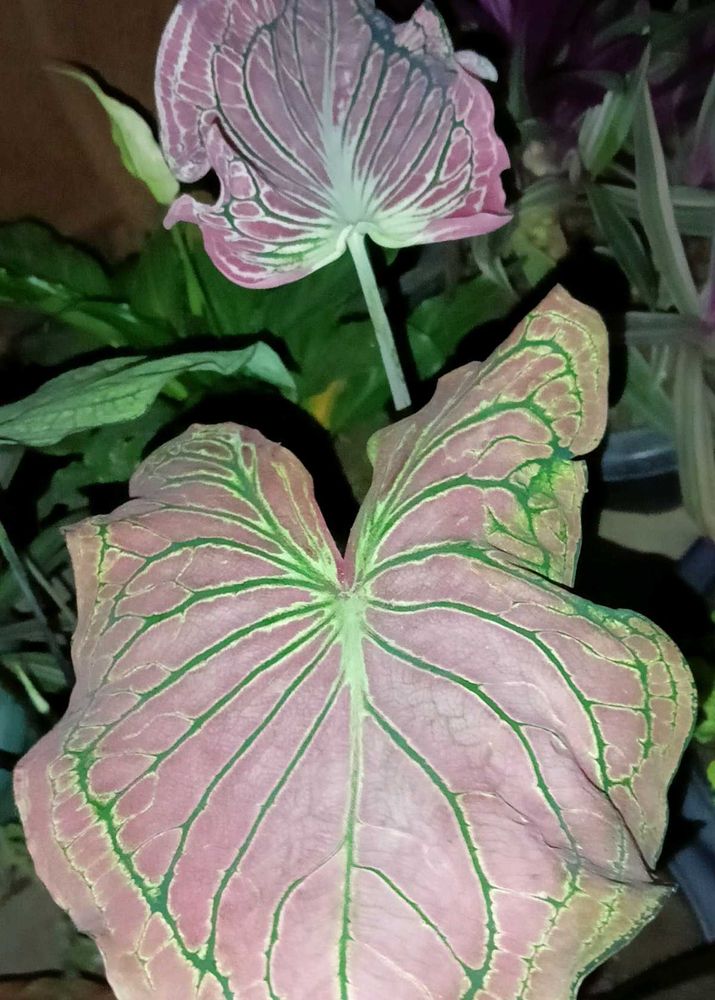 Caladium Plant