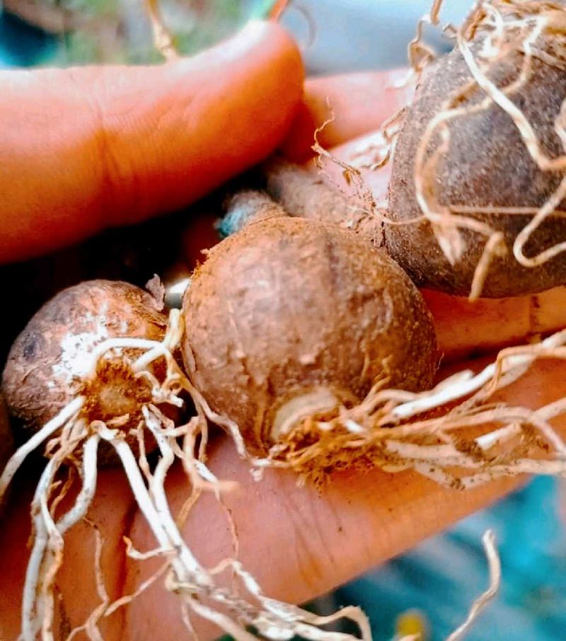 Combo Of 5 Plants Bulbs