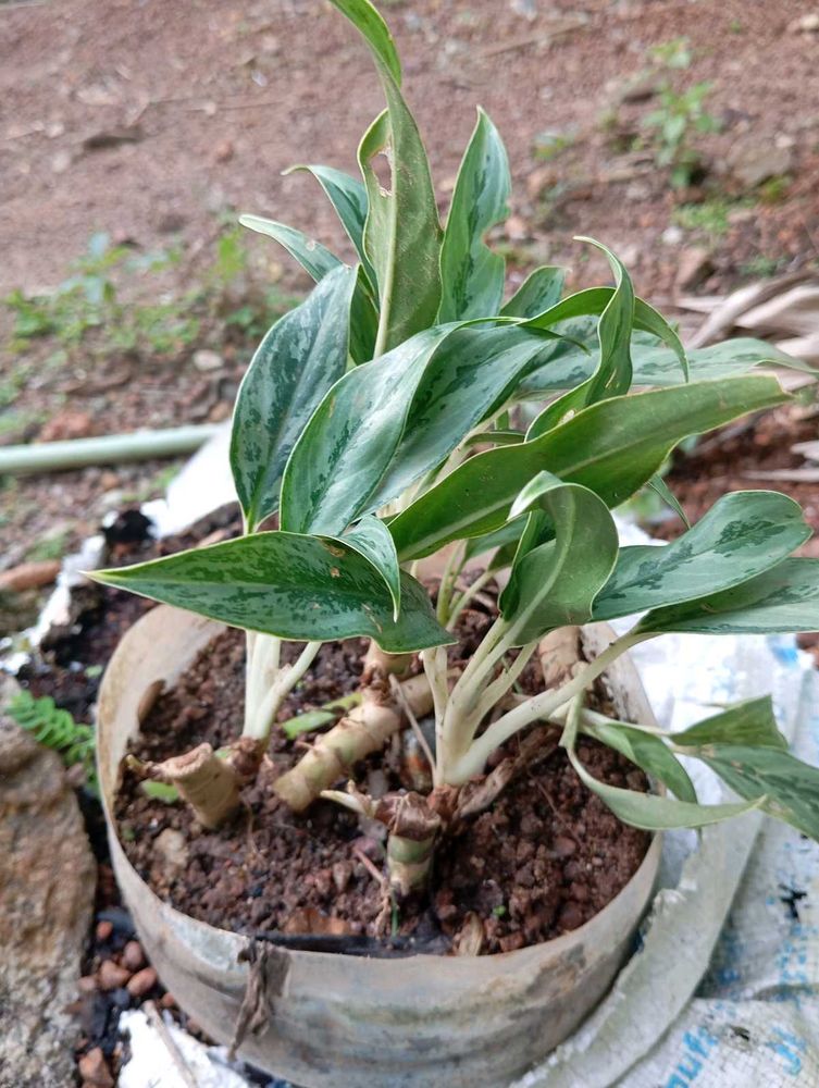 Aglaonema Silver Bay Plant