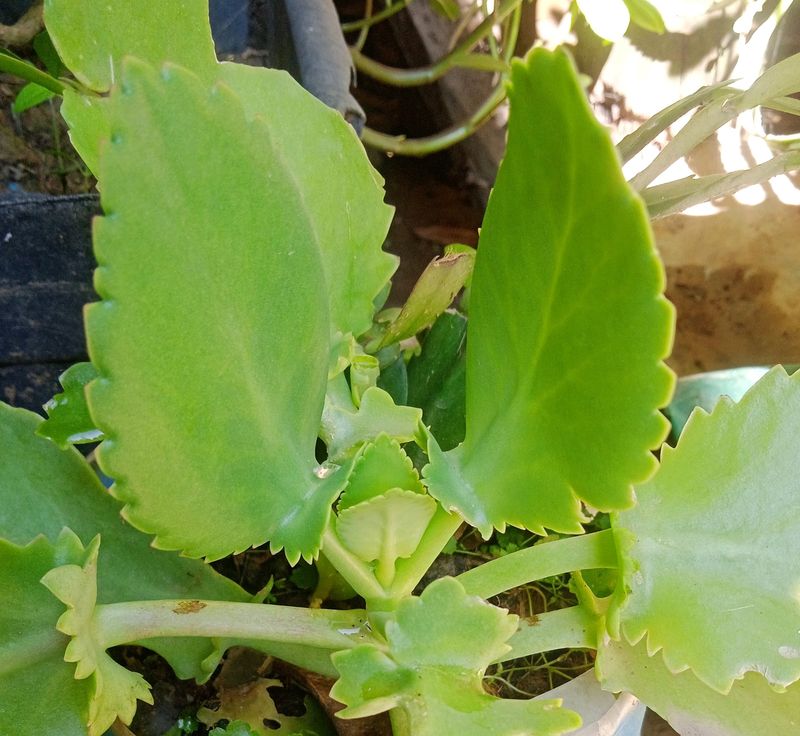 Combo Of Different Plants
