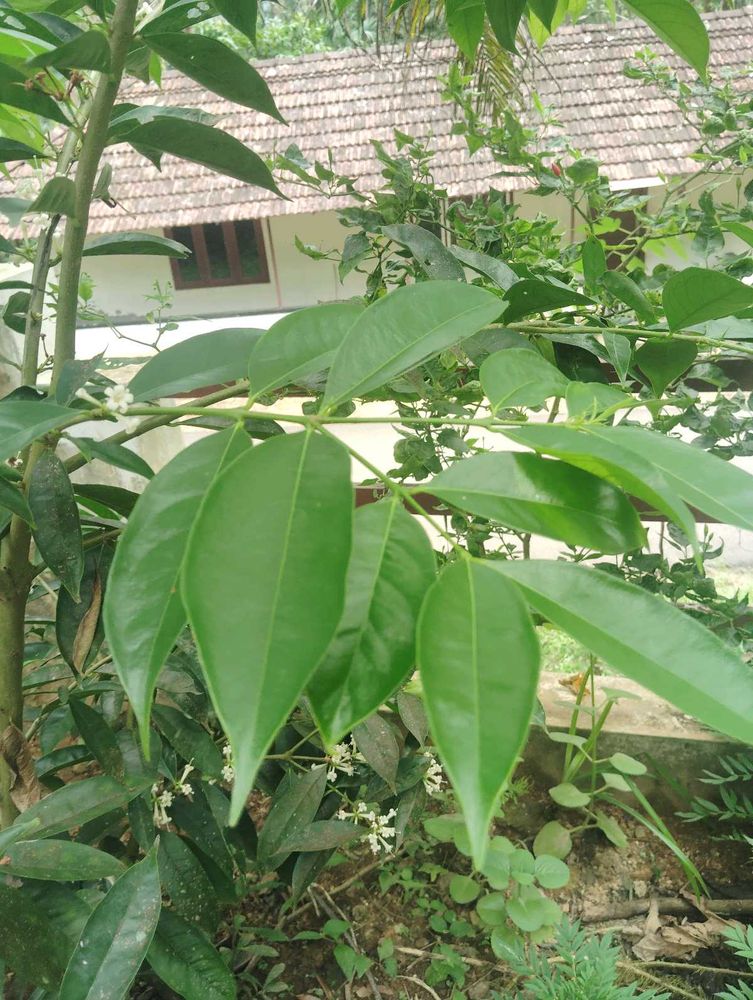Mahkota Dewali Dried Leaf For Diabetics