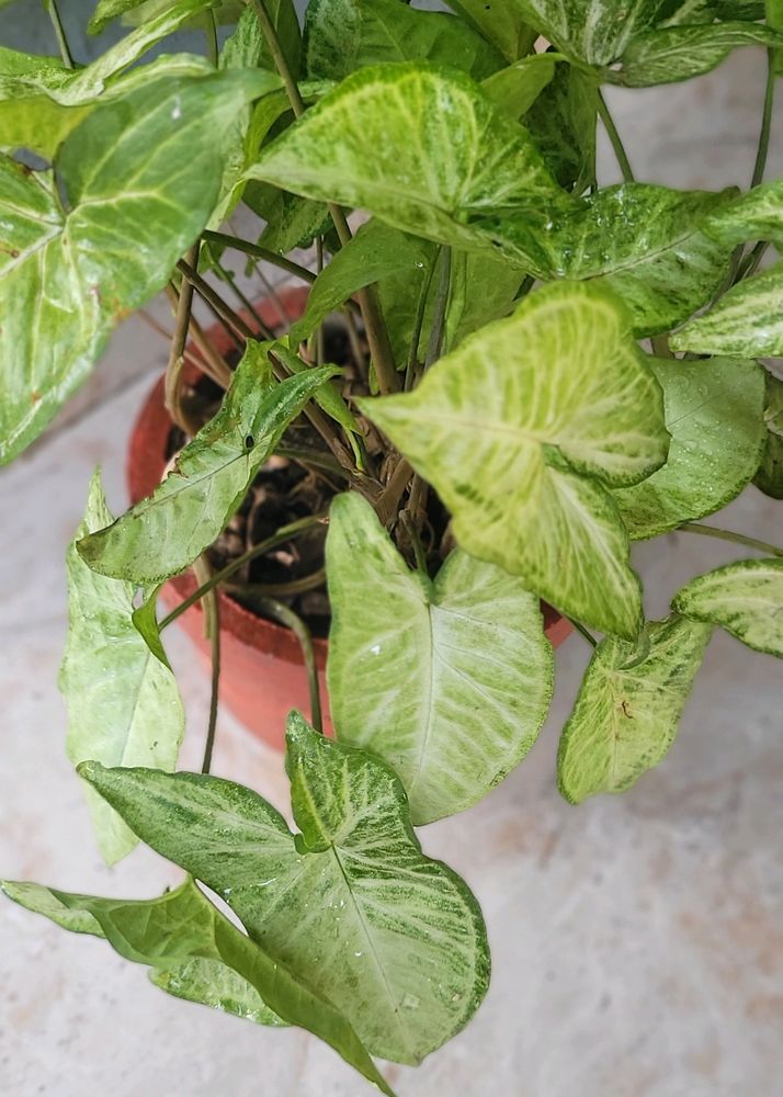 Syngonium Live Plant