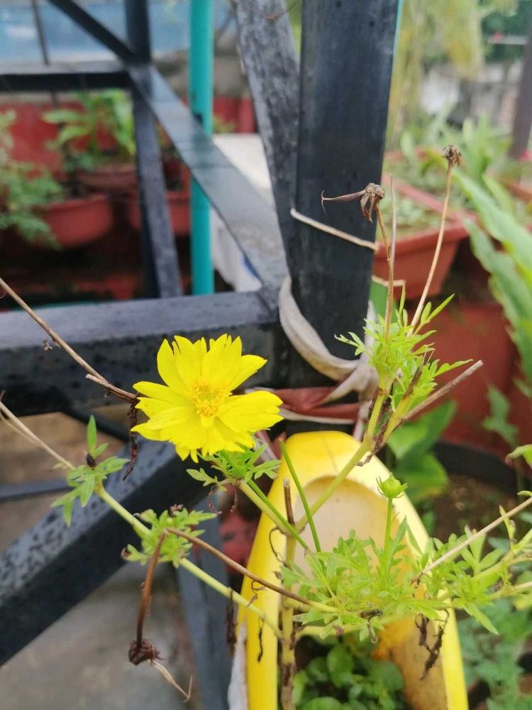 Yellow Cosmos Flower seeds
