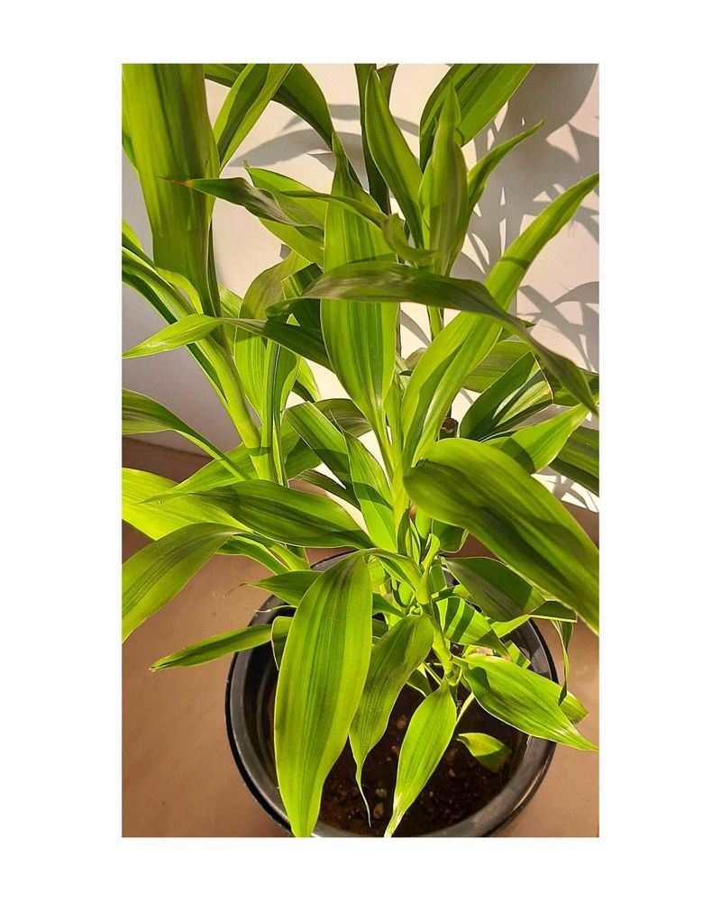 Lucky Bamboo Plant