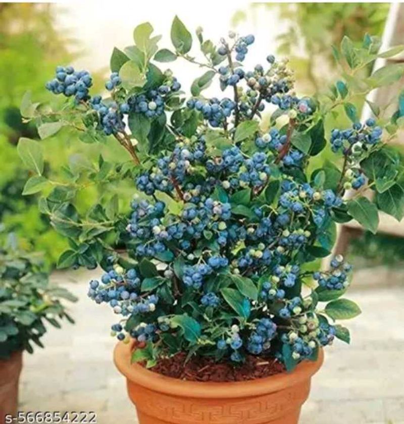 hybrid blue berry 🫐  plant easily grow in