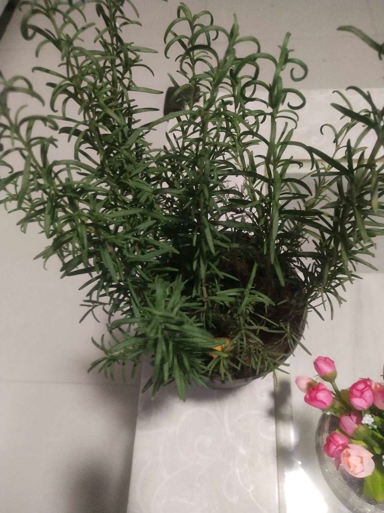 Rose Mary Plant With Root