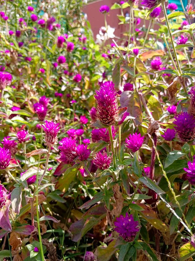 Amrnathus/ Gomphrena Seeds