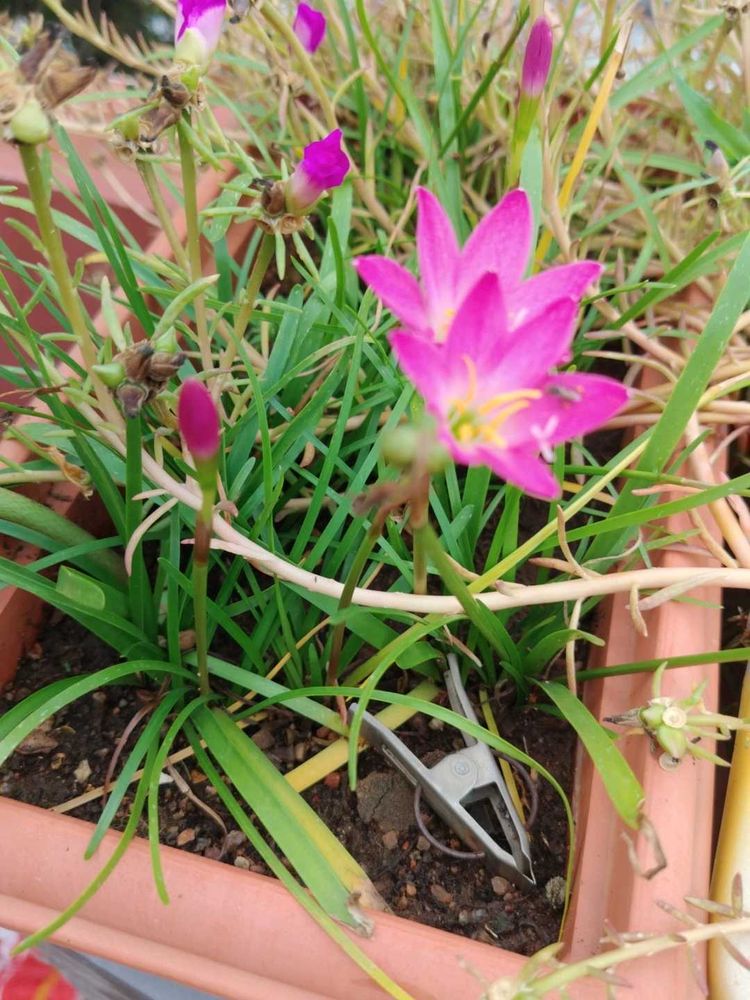 Plants