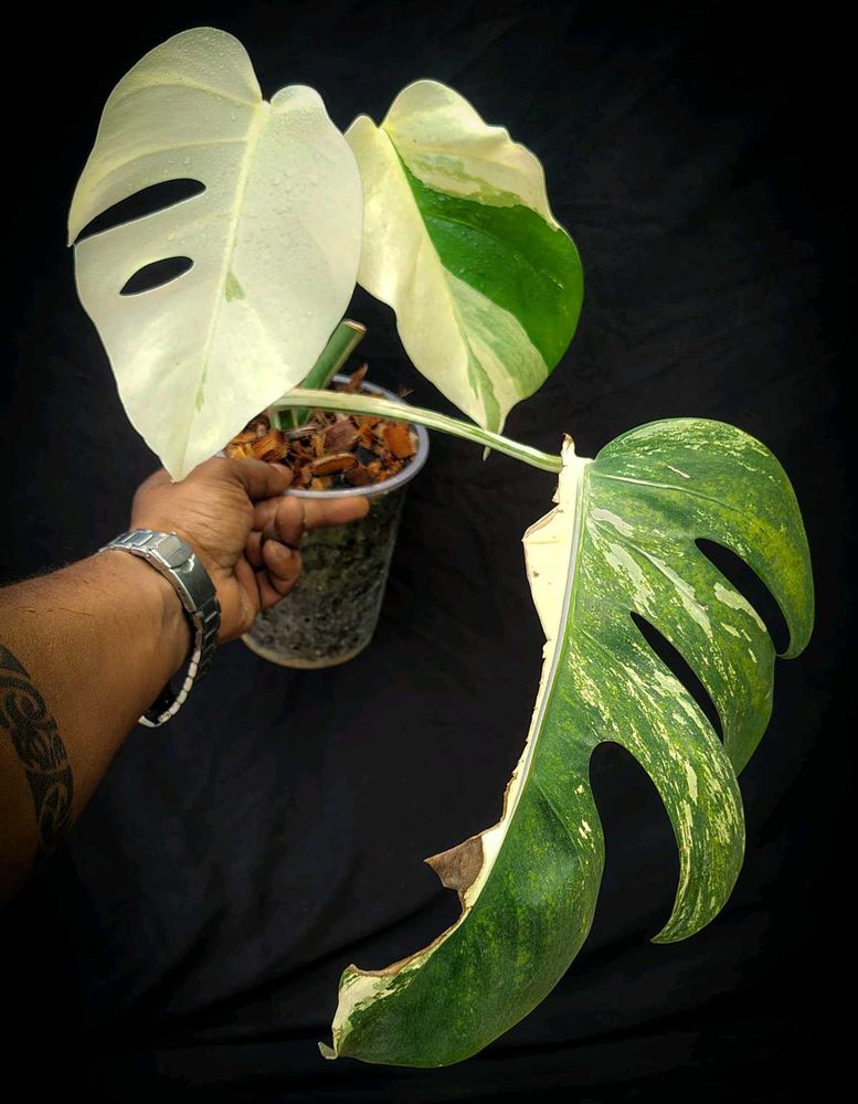 REAL PLANT Rare Monstera Albo 😍