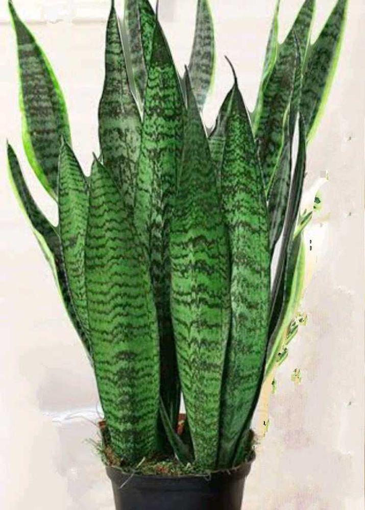 Beautiful 3 Plants For ₹100