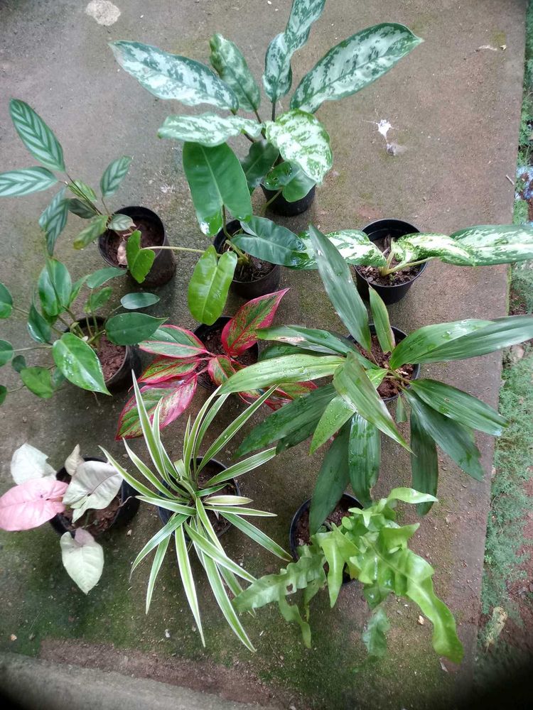 10 Live plants without pot