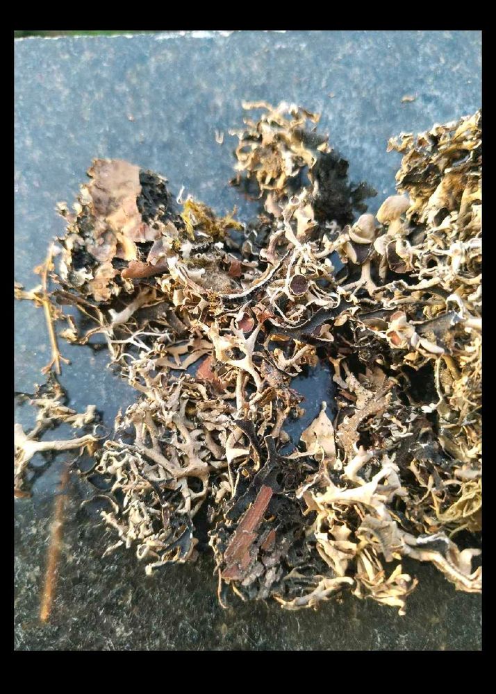 800g Premium Dagad Phool (Kalpasi / Stone Flower)