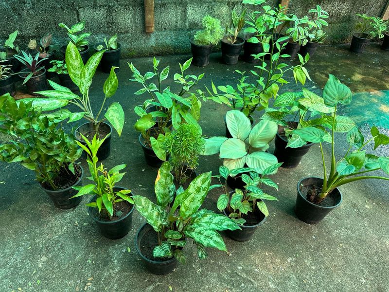 11 Live Root Plants