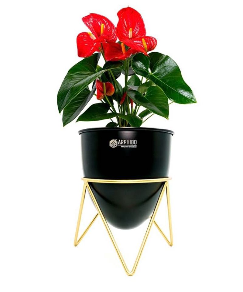SET OF TWO Black Metal Planter With Gold Stand