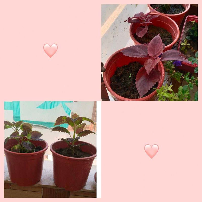 Combo Of Coleus Plants
