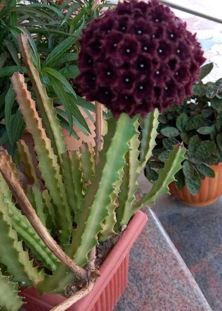 Carallumma Umbelletta