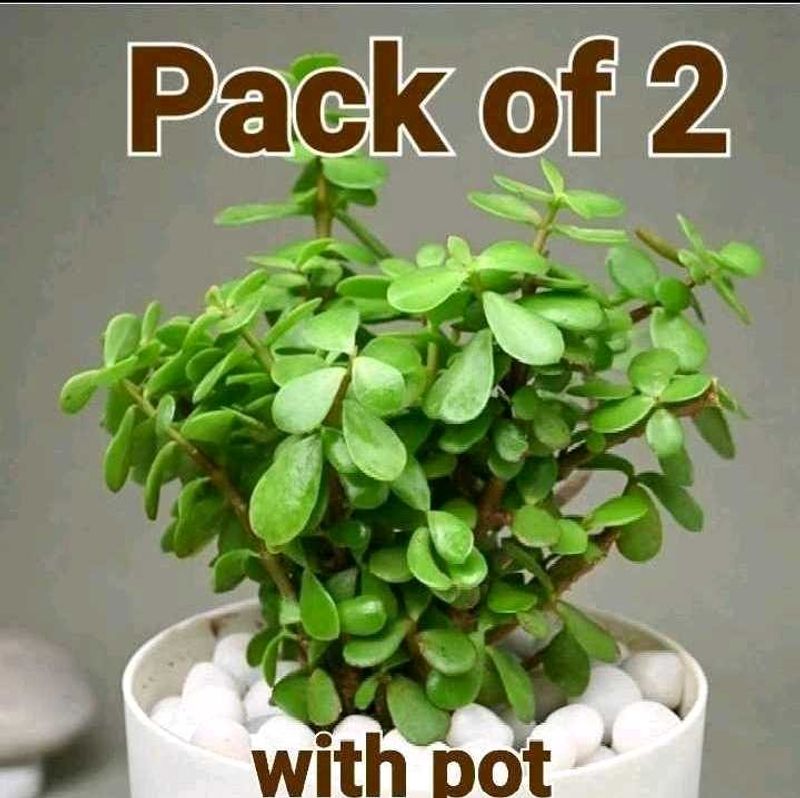 2 Jade Plant With Pot