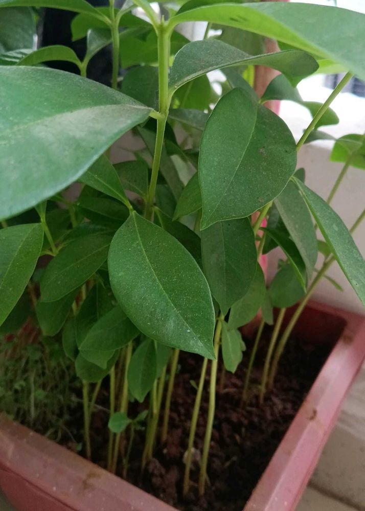 5 Jamun Plants