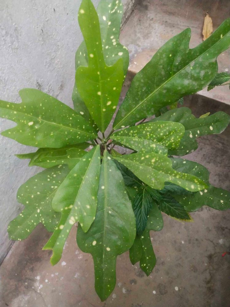 Freash Nd Healthy Croton Doted Plant With Room