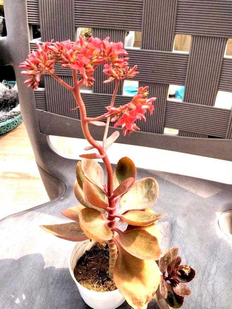 Flowering Kalaonchee With Same Pot