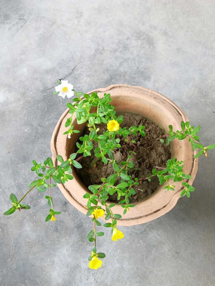 Two Colours Single Petal Portulaca