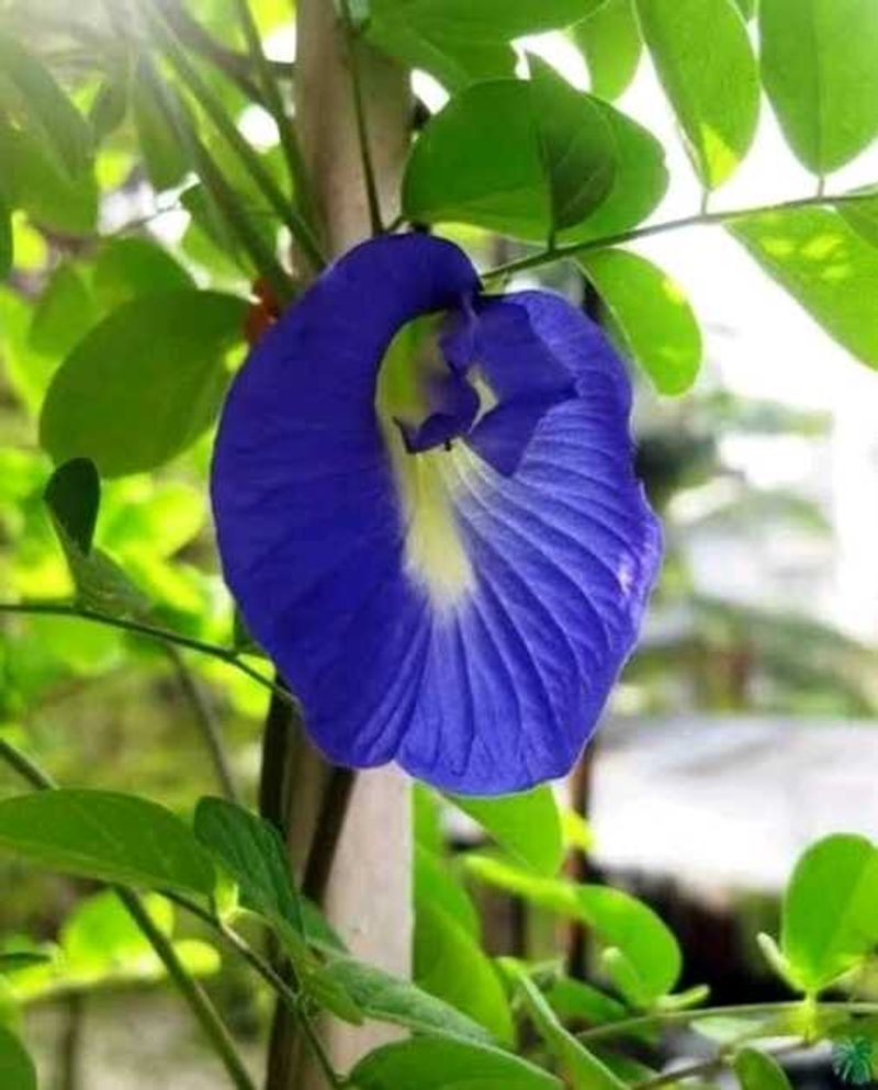 Blue Aprajita Plant