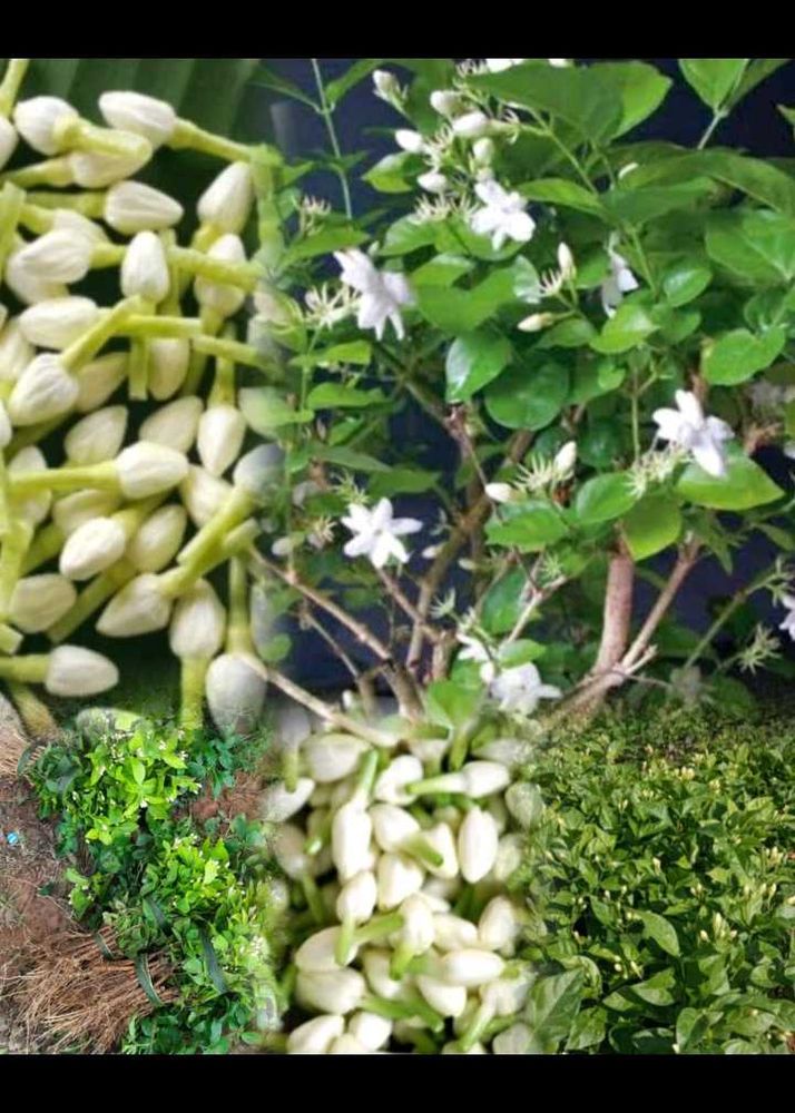 Jasmine Plant