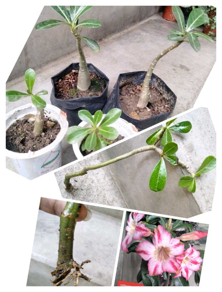 5 Sapling Of Adenuim Plants Combo
